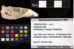 Foto (Objket + Etiketten) von Decapoda indet. 